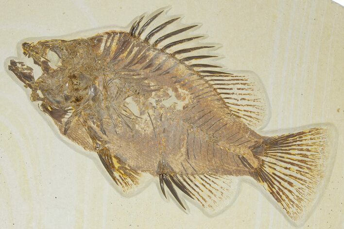 Detailed Fossil Fish (Priscacara) - Wyoming #349219